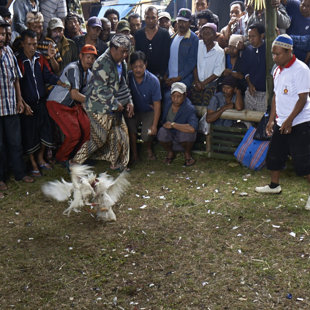 Cock fights only legal as a part of religius cermony, Bali
