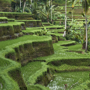 Rice paddy, Bali 