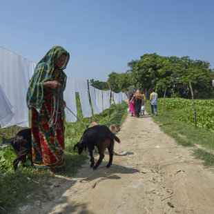 path to a batik village on a small dike 