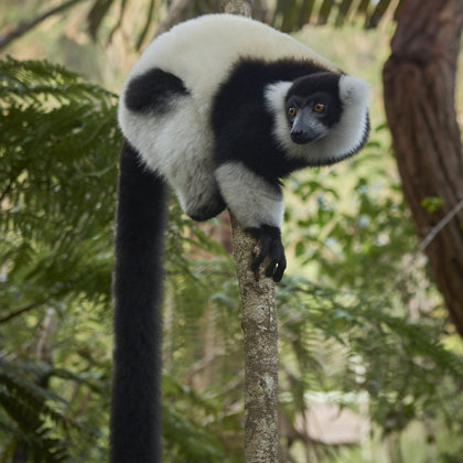Black and white Lemur - maby the most famoust type outside Madagsacar