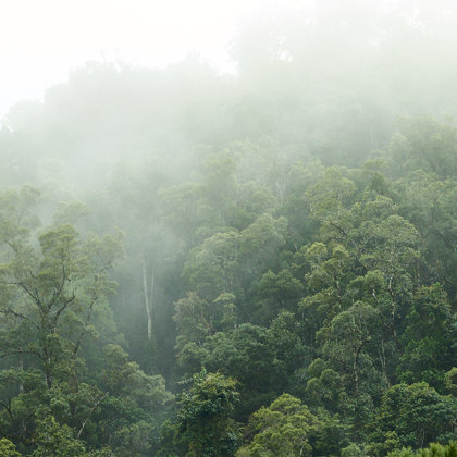 Rainforrest, prestine in all its beauti. Only small parts is open to the public 
