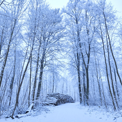 Nature in Denmark